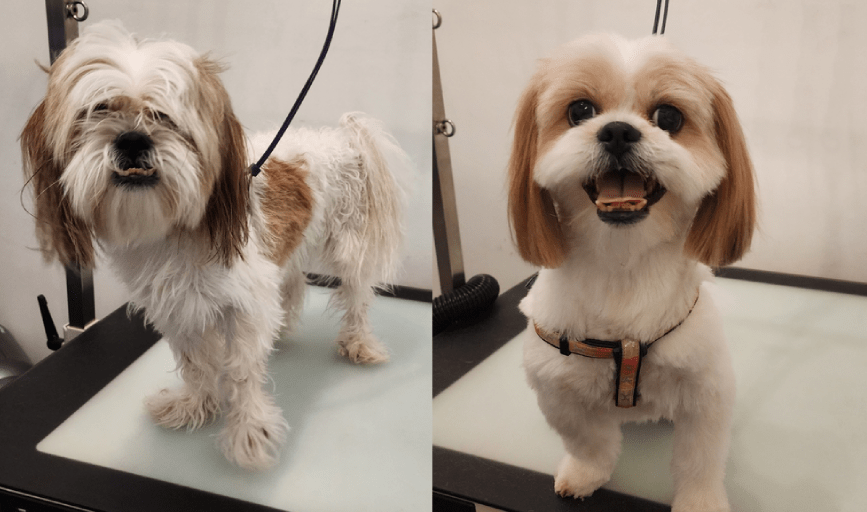 DOG HAIRCUT