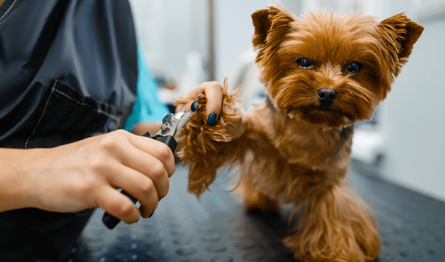 DOG NAIL TRIMMING