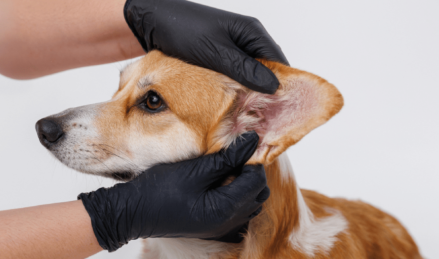 DOG EAR PLUCKING